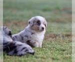 Puppy Dean Miniature Australian Shepherd