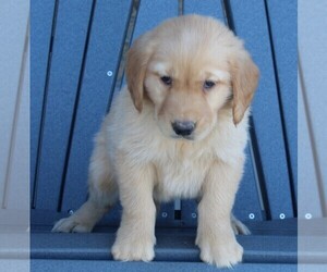 Golden Retriever Puppy for sale in FREDERICKSBURG, OH, USA