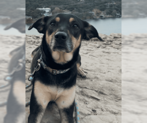 Mutt Dogs for adoption in McKinney, TX, USA