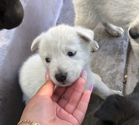 German Shepherd Dog-Sharberian Husky Mix Puppy for sale in N RICHMOND, CA, USA