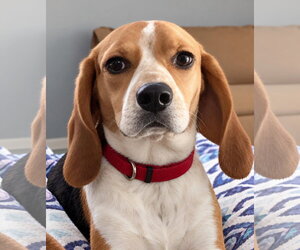 Gracie VI - Female Beagle Dog for Adoption - Photo #6