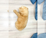 Small #4 Goldendoodle (Miniature)