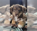 Puppy Girl 3 Australian Retriever-Australian Shepherd Mix