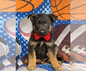 German Shepherd Dog Puppy for sale in LANCASTER, PA, USA