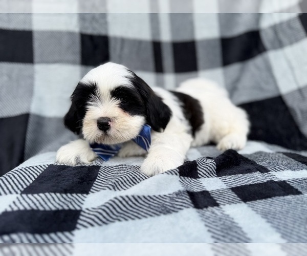 Medium Photo #4 Zuchon Puppy For Sale in LAKELAND, FL, USA
