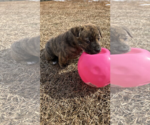 Medium Photo #11 American Staffordshire Terrier-German Shepherd Dog Mix Puppy For Sale in Holly Springs, NC, USA