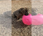 Small #10 American Staffordshire Terrier-German Shepherd Dog Mix