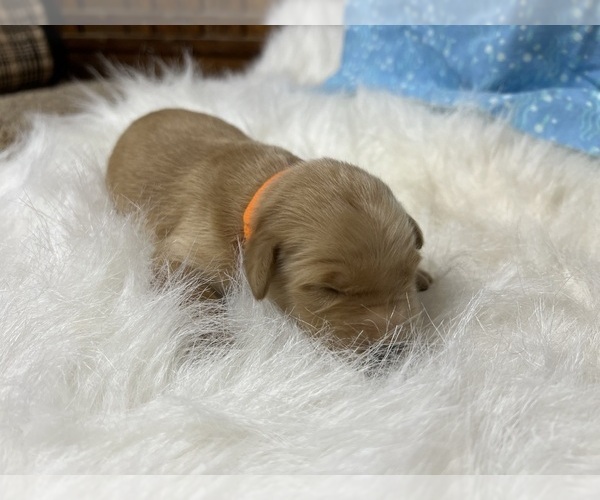 Medium Photo #3 Golden Retriever Puppy For Sale in NEOLA, WV, USA