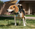 Small #2 Beagle