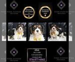 Puppy AKC ATLAS CL Cavalier King Charles Spaniel
