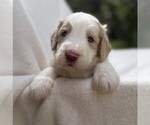 Small Photo #28 Goldendoodle Puppy For Sale in PIERSON, FL, USA