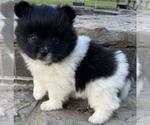 Small Photo #5 Pomeranian Puppy For Sale in ADA, OK, USA