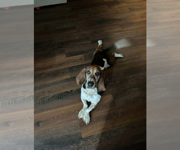 Medium Photo #2 Basset Hound Puppy For Sale in Carrollton, TX, USA