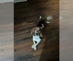 Small #1 Basset Hound