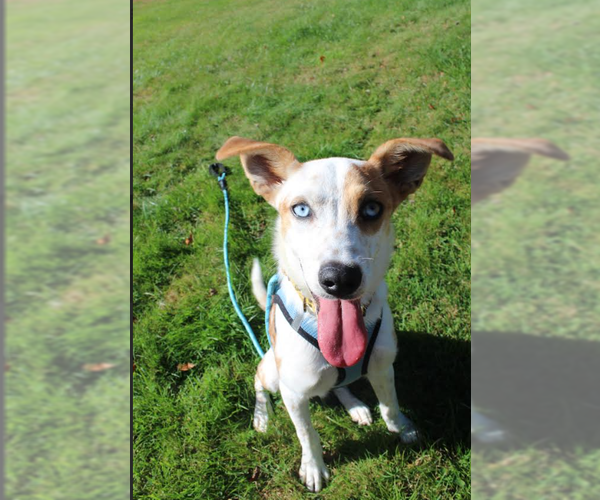 Medium Photo #2 Australian Shepherd-Jack Russell Terrier Mix Puppy For Sale in Cranston, RI, USA
