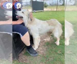 Taylor - Female Great Pyrenees Dog for Adoption - Photo #4