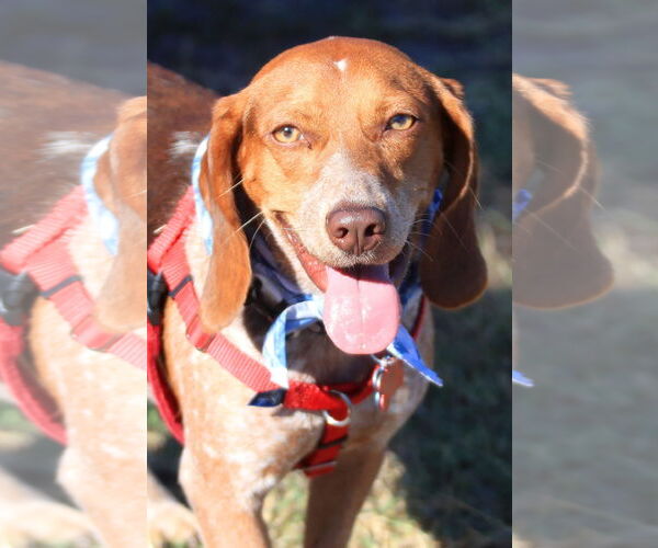 Medium Photo #1 Beagle Puppy For Sale in Tampa, FL, USA