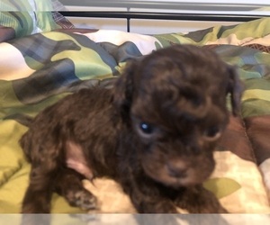 Cockapoo Puppy for sale in HOLDEN, MO, USA