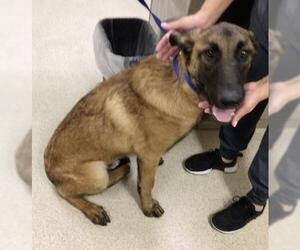 Mutt Dogs for adoption in Riverside, CA, USA