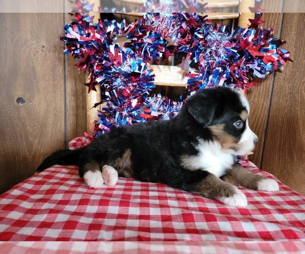 Medium Photo #40 Bernese Mountain Dog Puppy For Sale in BLACK FOREST, CO, USA