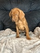 Small Photo #5 Vizsla Puppy For Sale in INSTITUTE, WI, USA