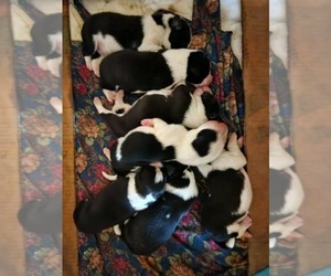 Border Collie Litter for sale in BORING, OR, USA