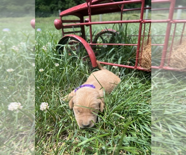 Medium Photo #11 Golden Retriever Puppy For Sale in NEOLA, WV, USA