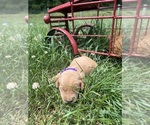 Small #10 Golden Retriever