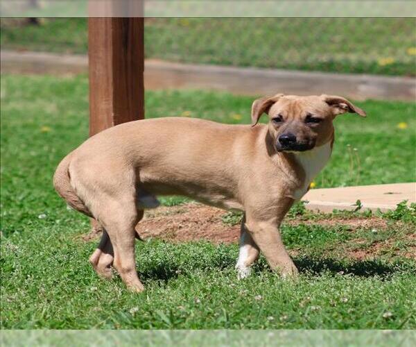 Medium Photo #1 Feist Terrier-Unknown Mix Puppy For Sale in Grovetown, GA, USA
