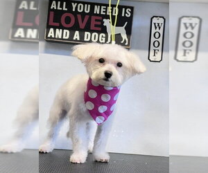 PALOMA - Female Maltipoo (Miniature) Dog for Adoption - Photo #3