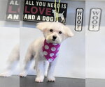 Small Photo #3 Maltipoo (Miniature) Puppy For Sale in Katy, TX, USA