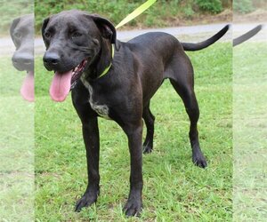 Labrador Retriever-Unknown Mix Dogs for adoption in Prattville, AL, USA