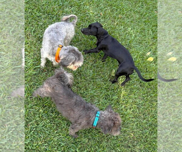 Medium Photo #7 Chiweenie Puppy For Sale in Boonton, NJ, USA