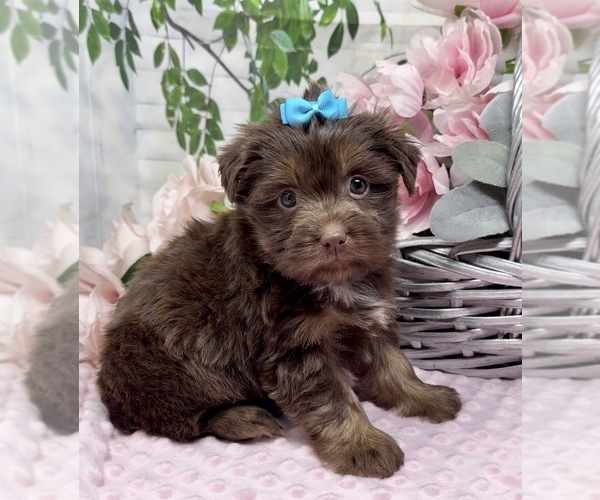 Medium Photo #3 Shorkie Tzu Puppy For Sale in SELLERSBURG, IN, USA