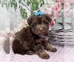 Small #2 Shorkie Tzu