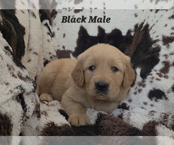 Medium Photo #3 Golden Retriever Puppy For Sale in CRAWFORDVILLE, FL, USA