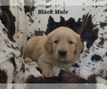 Small #2 Golden Retriever