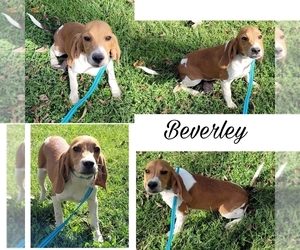 Beagle Puppy for sale in GOLDEN CITY, MO, USA