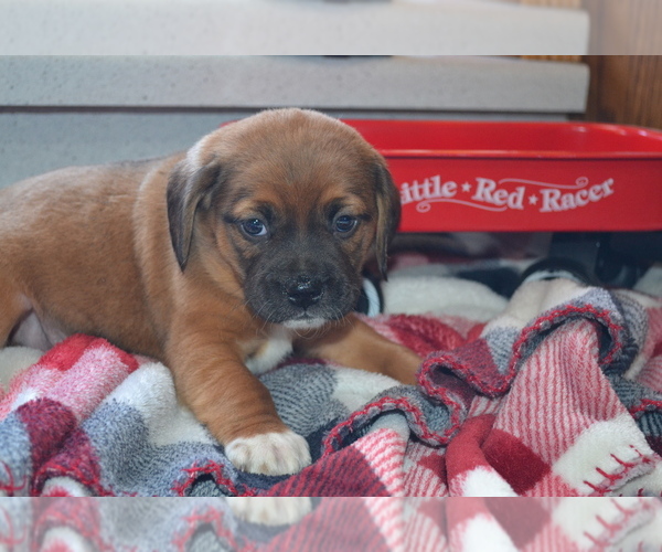 Medium Photo #4 Jug Puppy For Sale in GREENWOOD, WI, USA