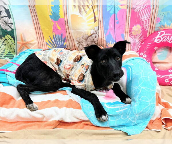 Medium Photo #2 Labrador Retriever-Unknown Mix Puppy For Sale in Bryant, AR, USA