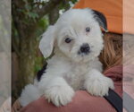 Small #4 Mutt
