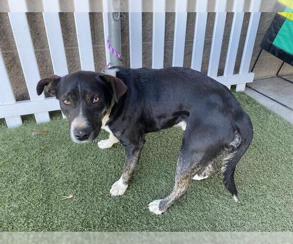 Medium Photo #1 Mutt Puppy For Sale in Modesto, CA, USA