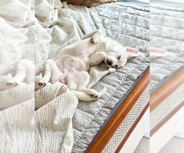 Medium Photo #5 Dorgi Puppy For Sale in Agoura Hills, CA, USA