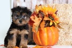 Small Photo #1 Yorkshire Terrier Puppy For Sale in BEL AIR, MD, USA
