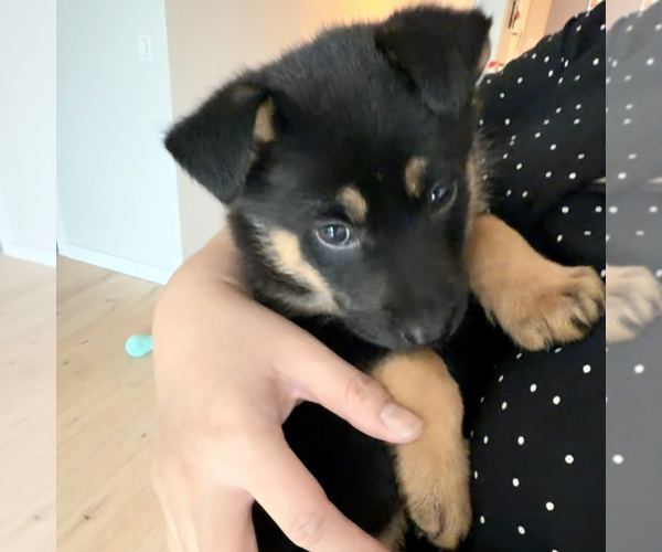 Medium Photo #1 German Shepherd Dog-Unknown Mix Puppy For Sale in Brooklyn, NY, USA