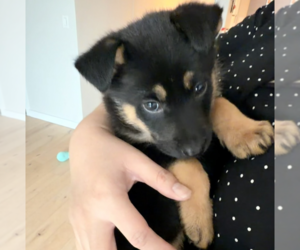 German Shepherd Dog-Unknown Mix Dogs for adoption in Brooklyn, NY, USA