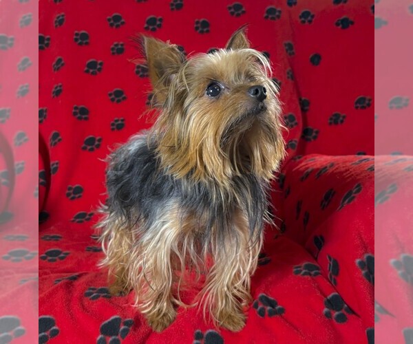 Medium Photo #1 Yorkshire Terrier Puppy For Sale in HARTSELLE, AL, USA