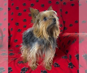 Father of the Yorkshire Terrier puppies born on 08/11/2025