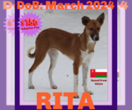 Small #2 Saluki-Whippet Mix