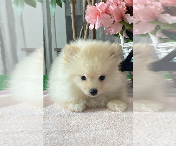 Medium Photo #3 Pomeranian Puppy For Sale in CANOGA, NY, USA